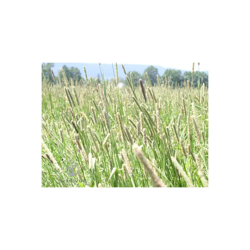 ibspot-162358