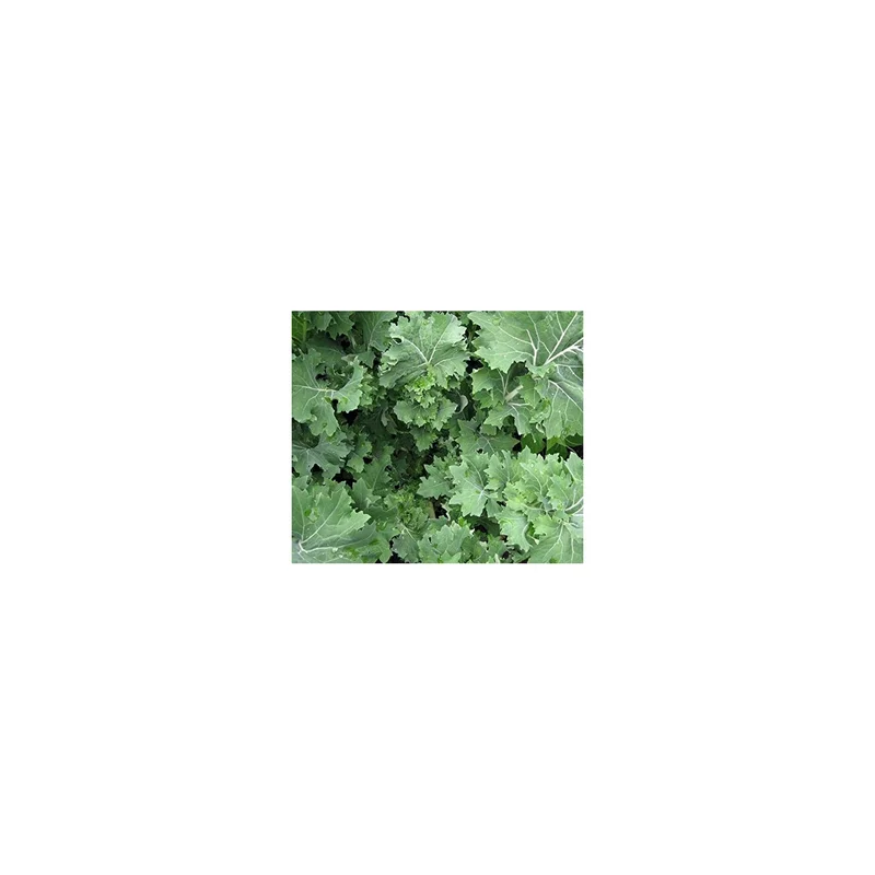 ibspot-34694187