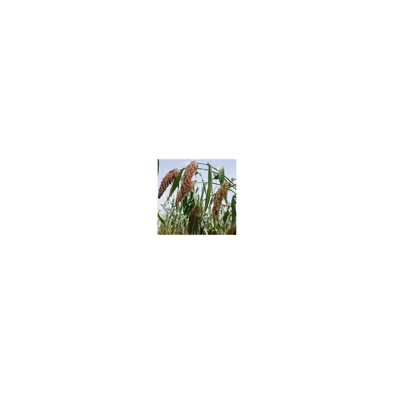 ibspot-45072421