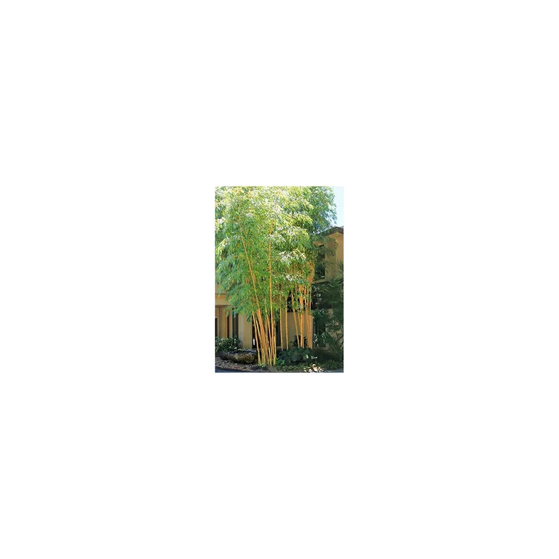 ibspot-54427414