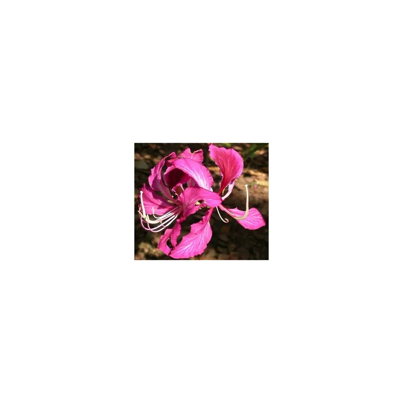 ibspot-54757282