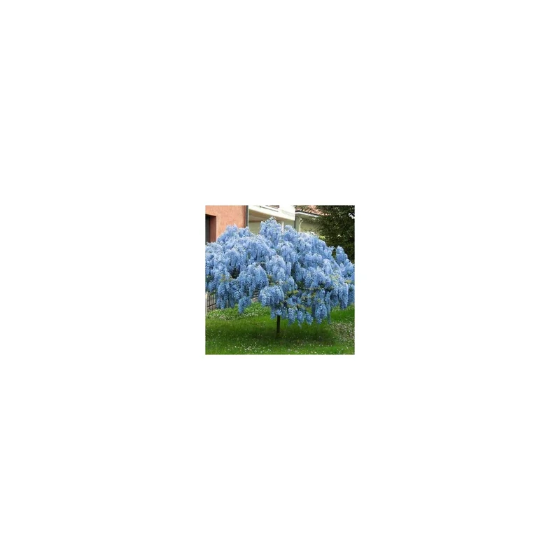ibspot5564522